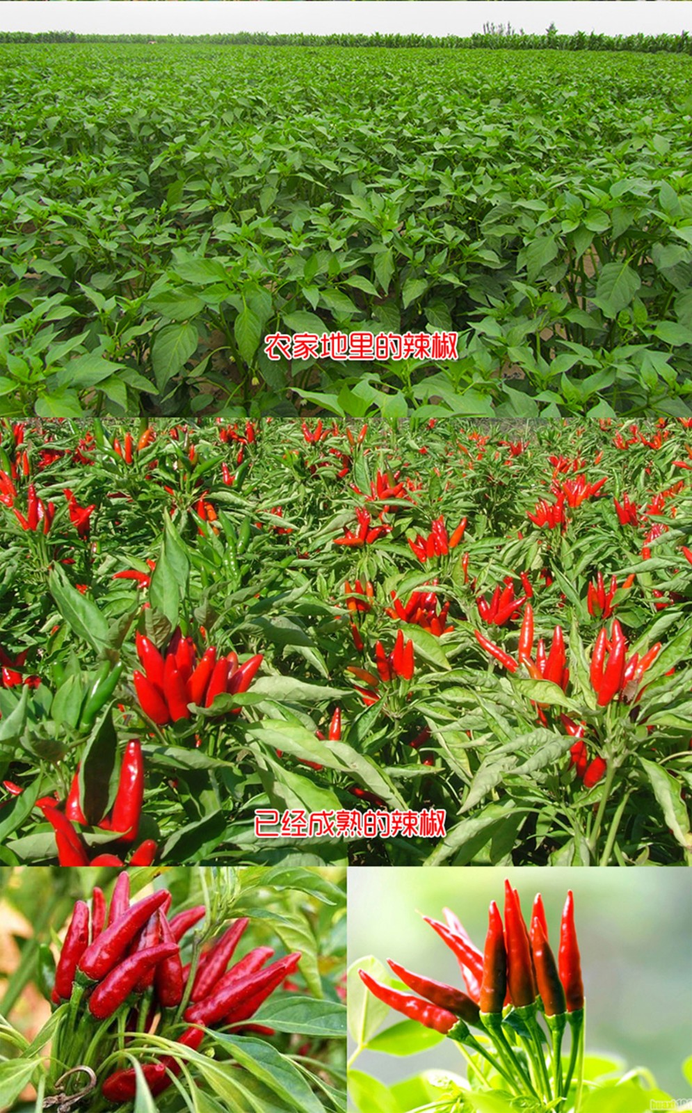 ɭƽƷ-ƺùԌbca(chn)ƷԔ